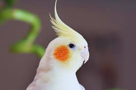 Cockatiel Birds